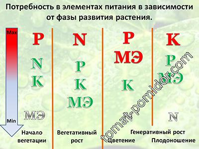 Потребность томата в элементах питания