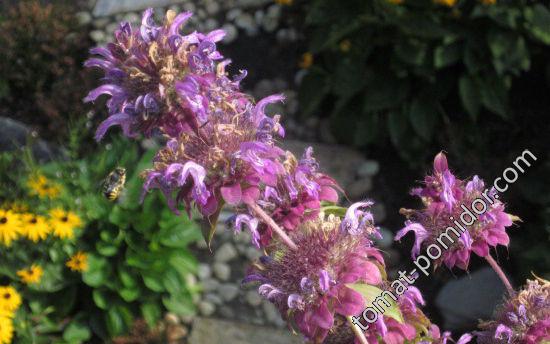 Lemon Bee Balm - Monarda citriodora