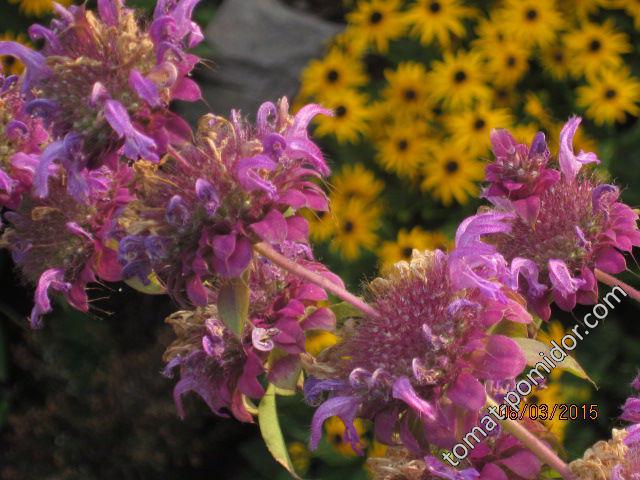 Lemon Bee Balm - Monarda citriodora