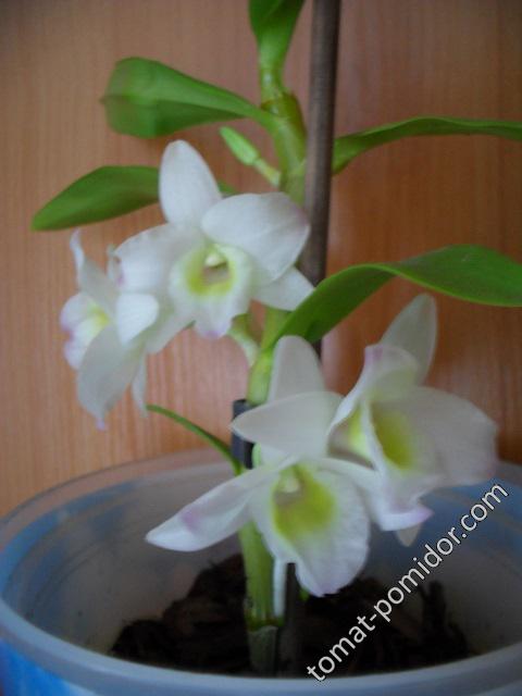 Орхидея Дендробиум нобиле (Dendrobium nobile)