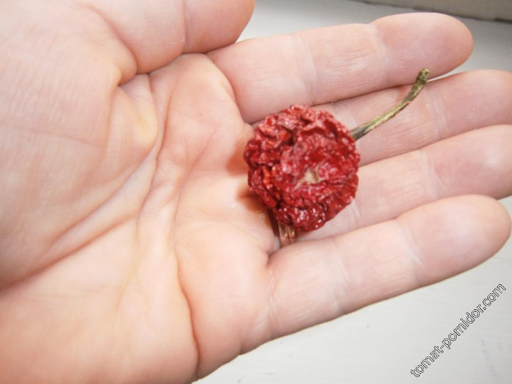 Scorpion Moruga Red