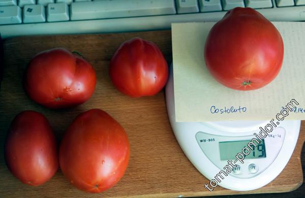 Costoluto fiorentino sel. canestrino di Lucca