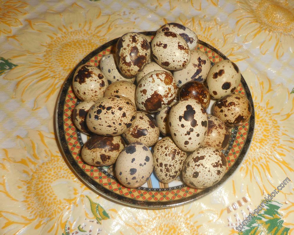 Первые яйца