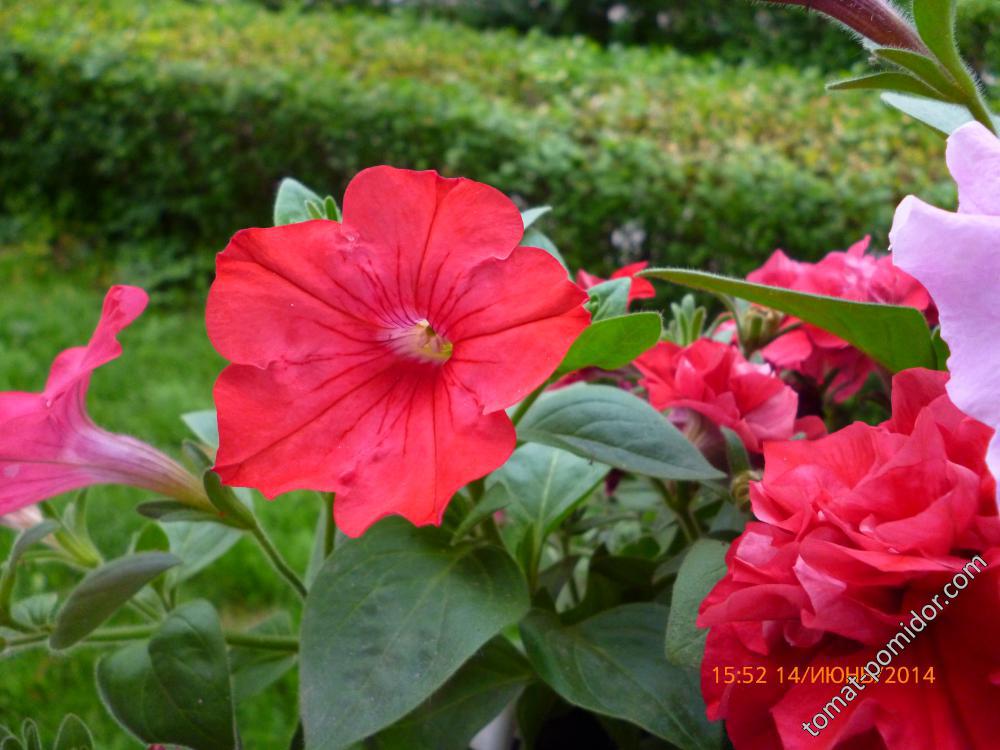 Аленький цветочек(Avalanche Tropical Red)