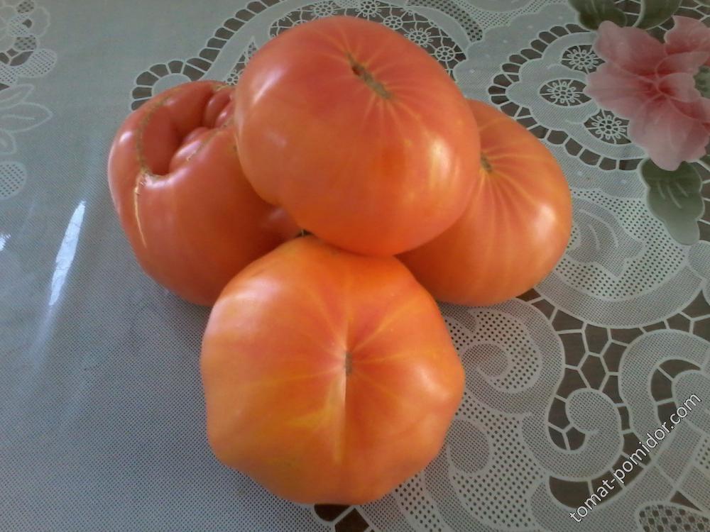 мои томаты