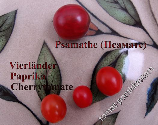 Vierländer Paprika Cherrytomate, Psamathe