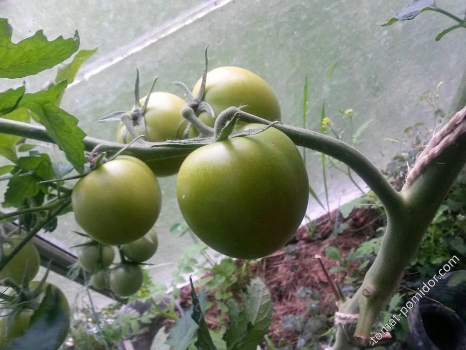 Gelbe Tomaten / Желтые помидоры