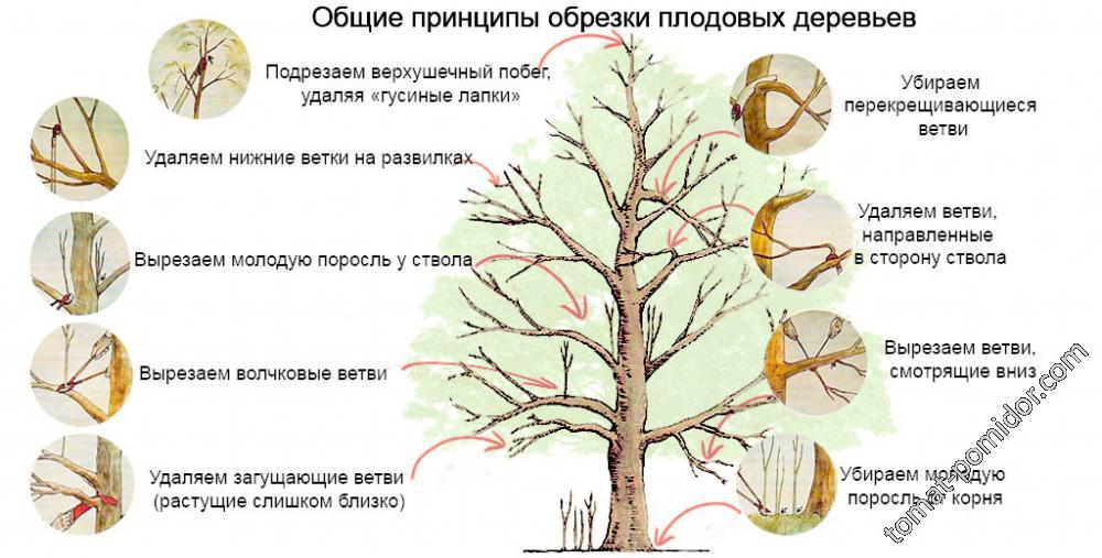 Обрезка плодовых деревьев