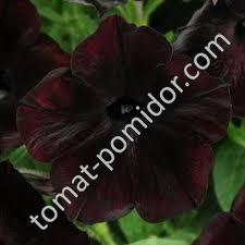 Debonair black cherry