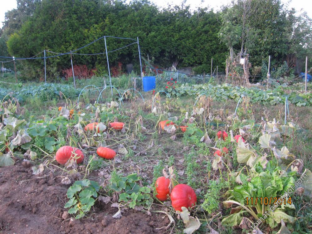 Rouge Vif D'Etampes