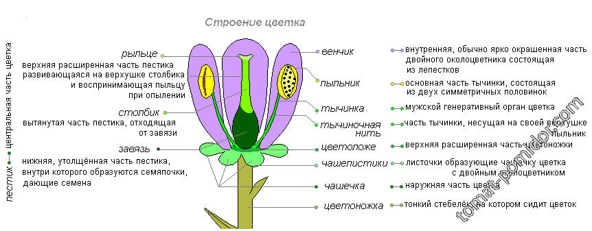 Строение цветка