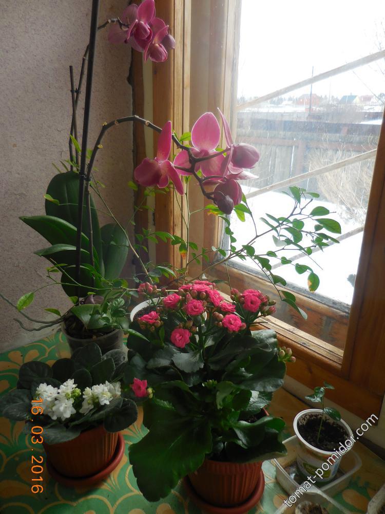 Орхидея, фиалка и каланхоэ