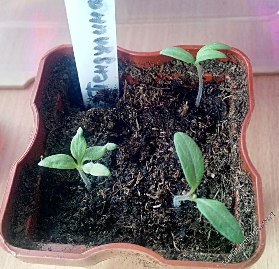 Рассада Пендулины с 2, 3 и 4 семядольными листами