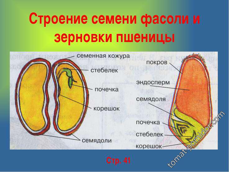 строение семян