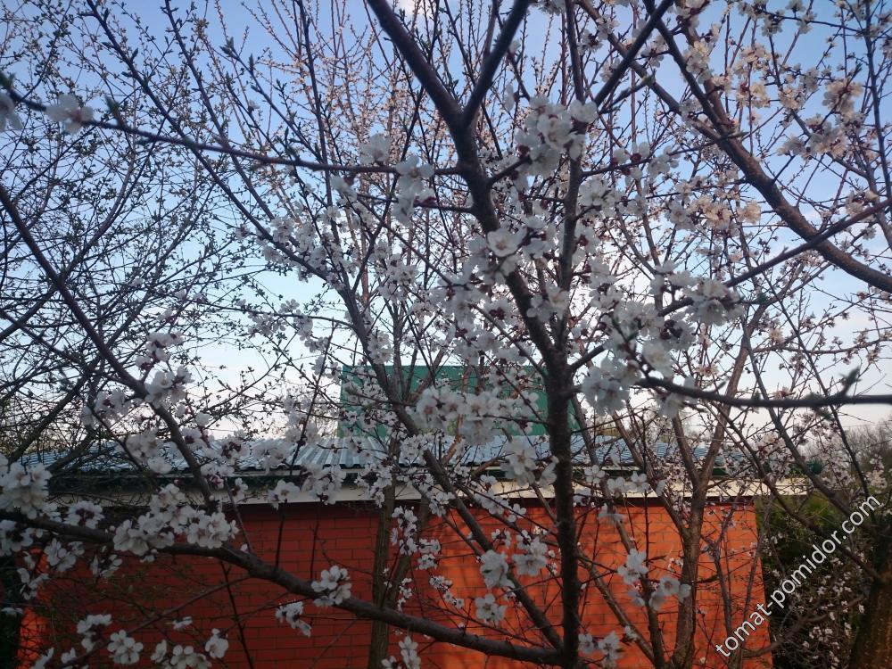 Абрикосы у соседей по даче цветут (2.05.16г.)