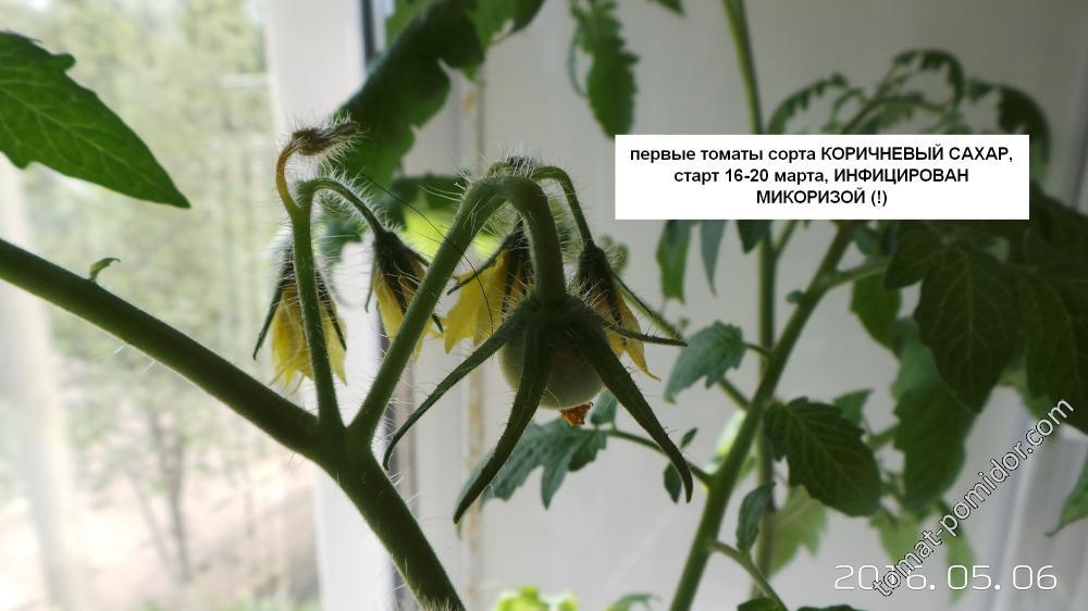 КОРИЧНЕВЫЙ САХАР - первые томатики, старт 20 марта, инфицирован микоризой
