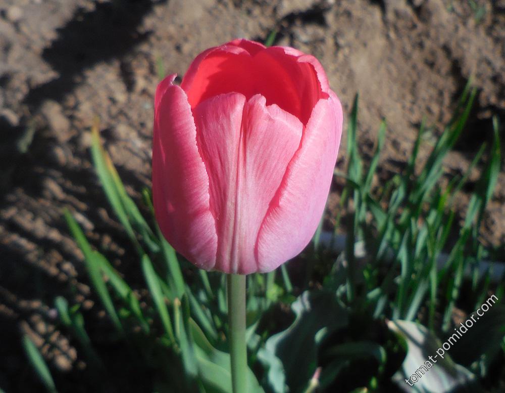 Нежно-розовый тюльпан