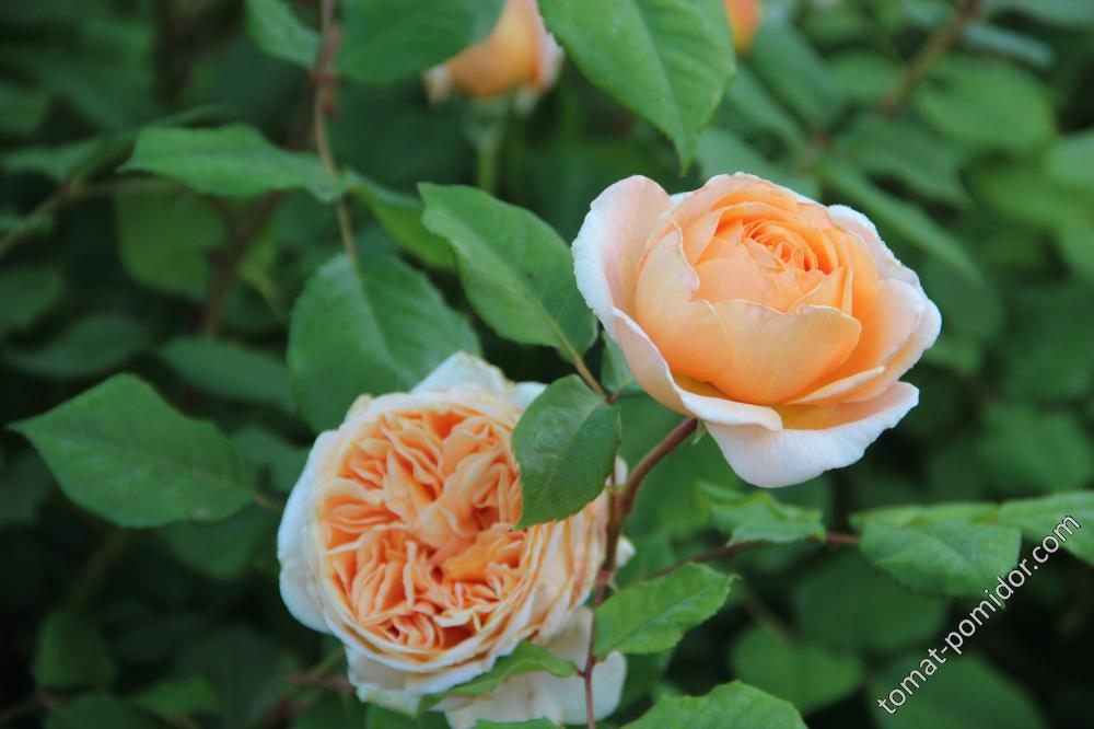 Crown Princess Margareta (Дэвид Остин)