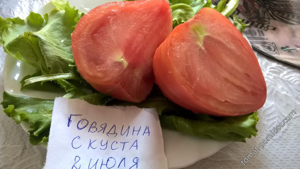 Томат говядина с куста отзывы. Томат говядина с куста. Томат «куст говядины» (Канада). Томат говядина с куста семена. Говядина с томатами.