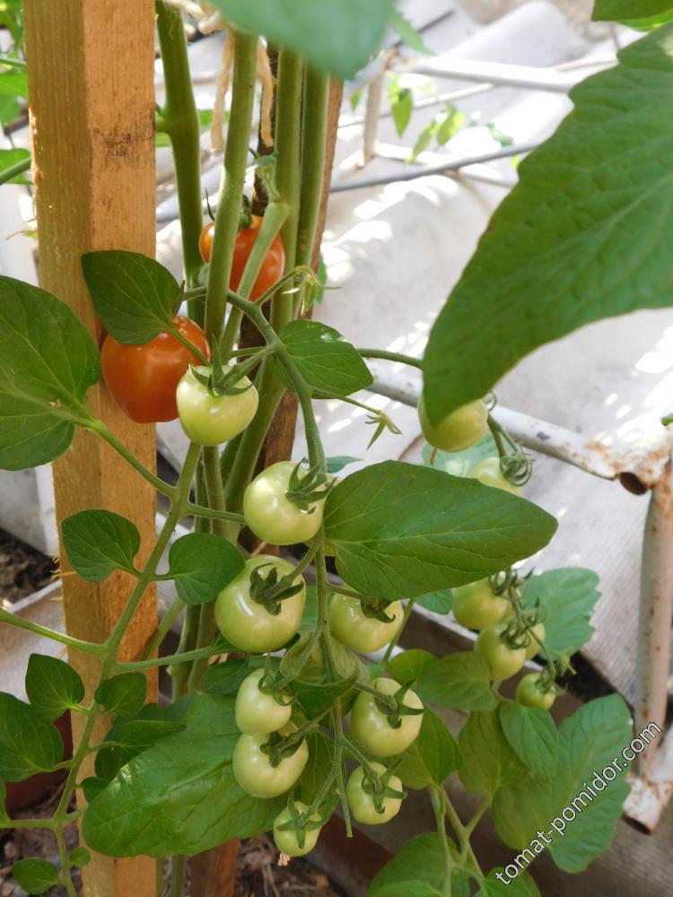 Черри Томатоберри (Tomatoberry)-ОГ 04.07.16