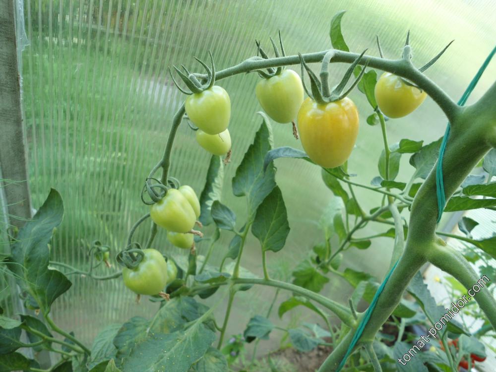 Черри Томатоберри (Tomatoberry)-01.07.16