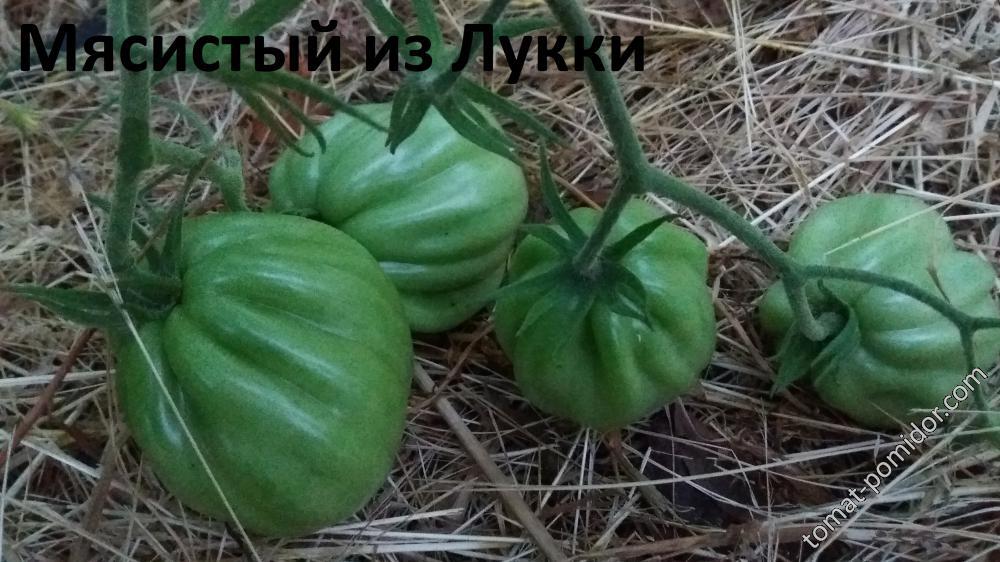 Мясистый из Лукки