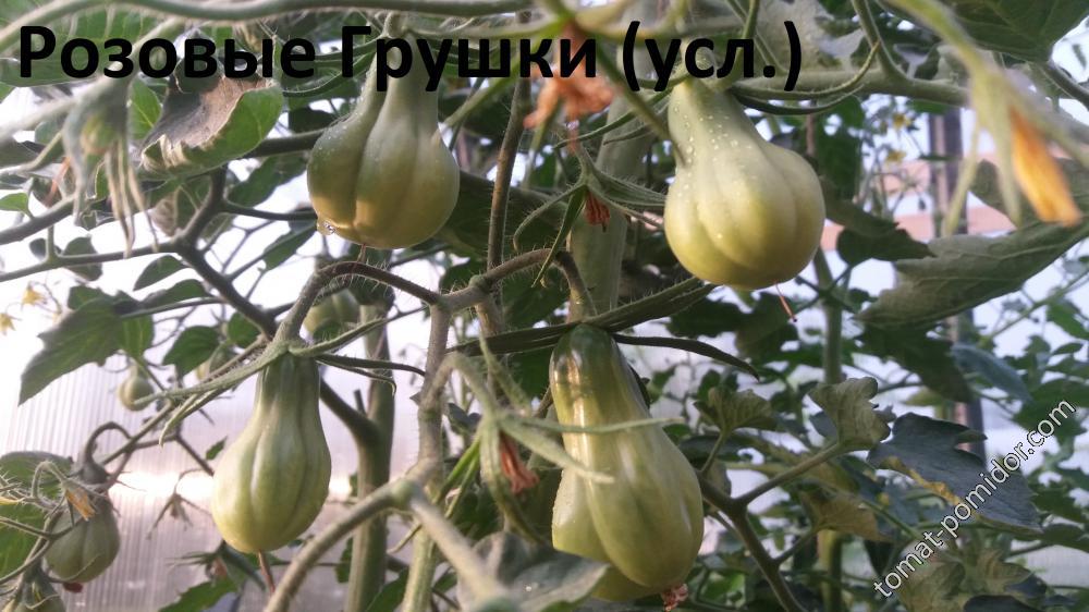 Розовые Грушки (усл.)