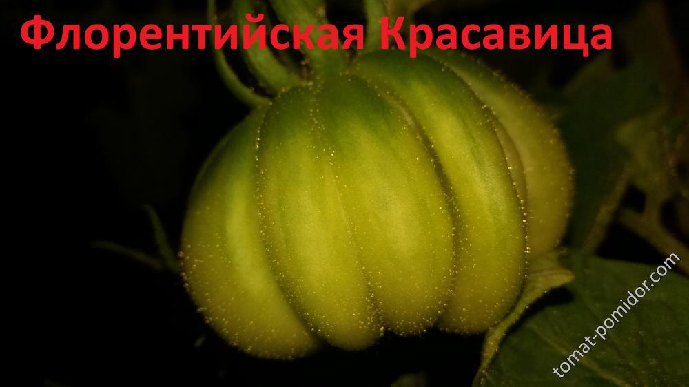 Флорентийская Красавица