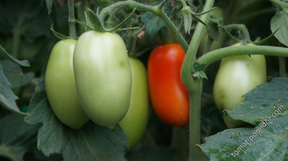 Сорт томатов утренняя роса с фото и описанием