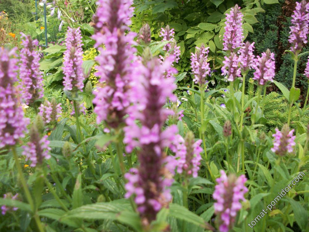 nepeta Pink Cat