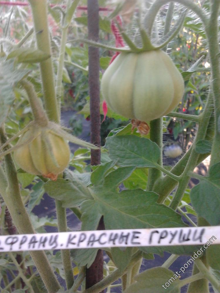 Французские красные груши