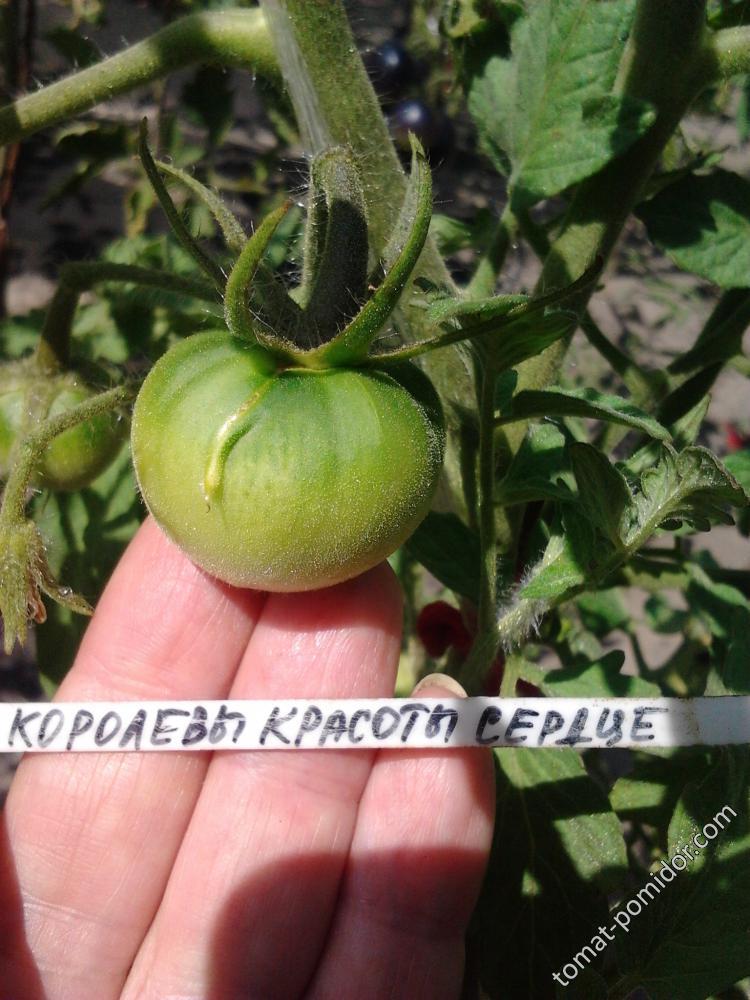 Королевы красоты сердце