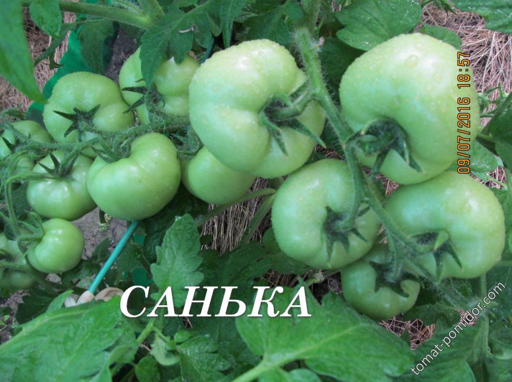 Томат "Санька"