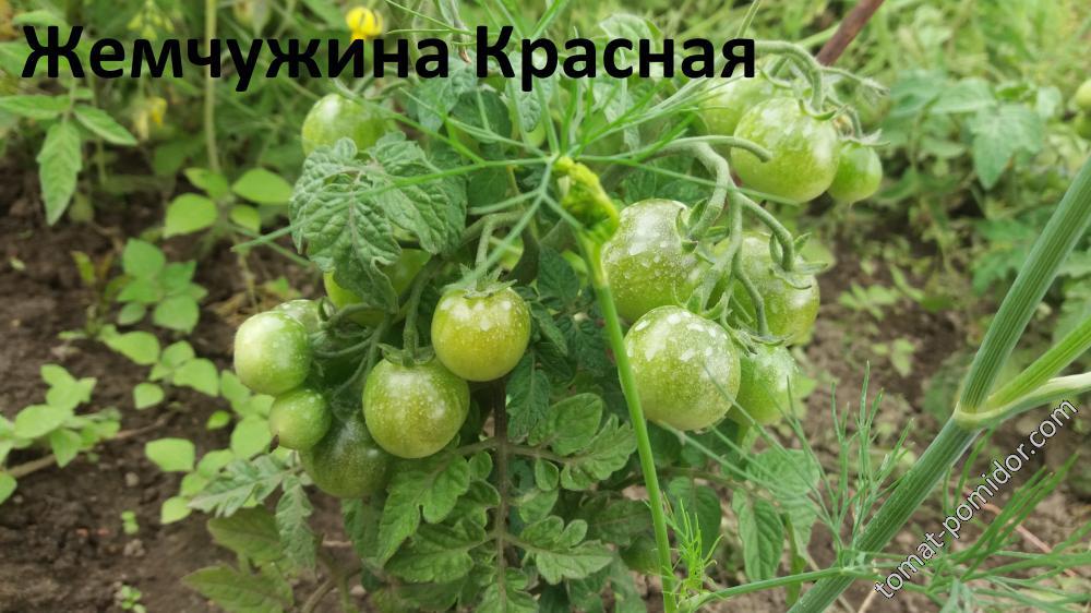 Жемчужина Красная