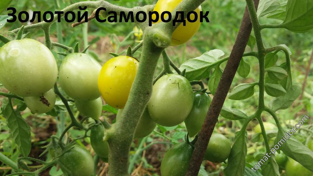 Золотой Самородок