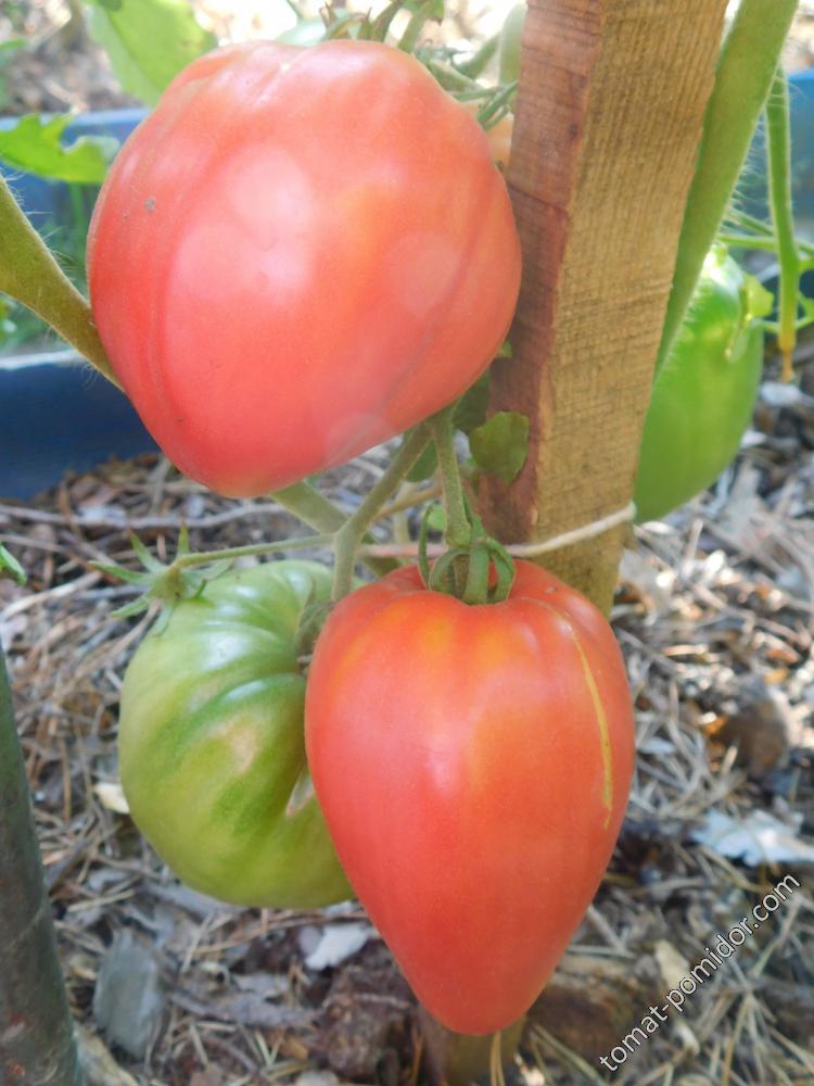 Немецкая красная клубника (German Red Strawberry)