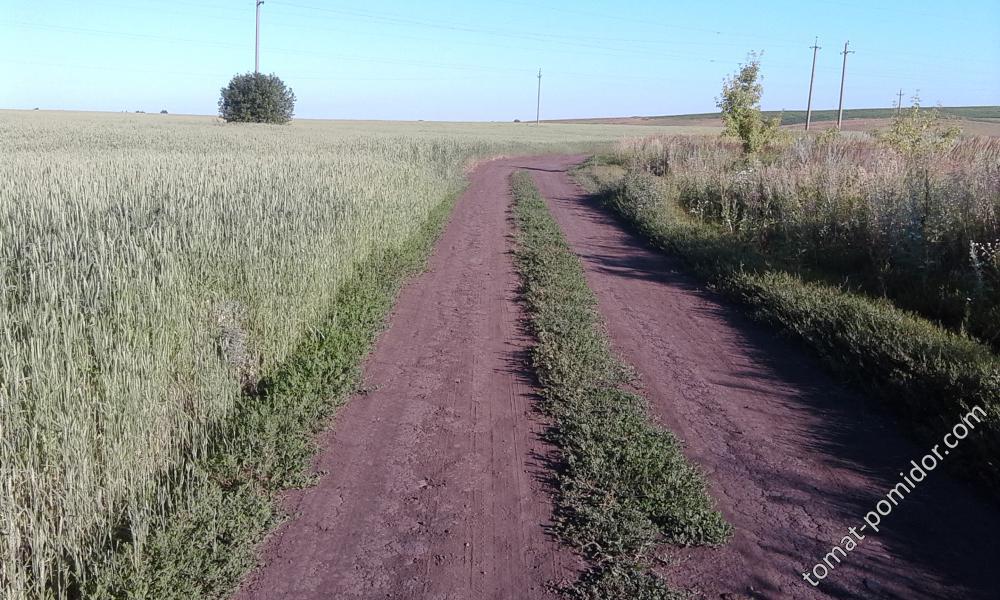 Село Покрово Пригородное, Тамбовский район.