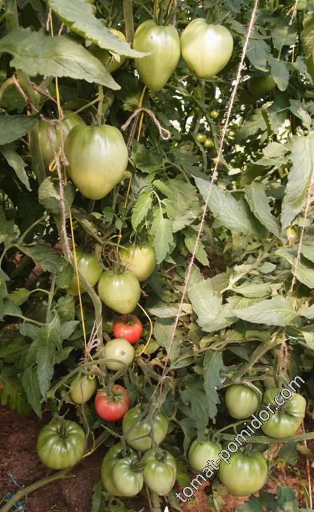 African Vining  (Африканская Лиана)