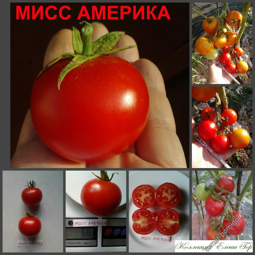 Мисс Америка