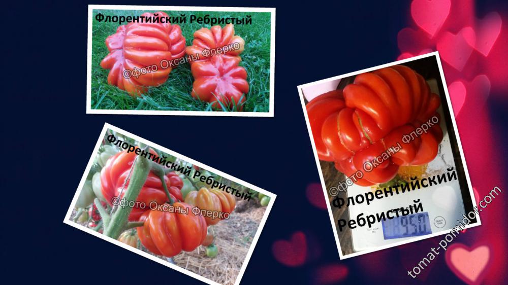 Флорентийская красавица томат описание и фото