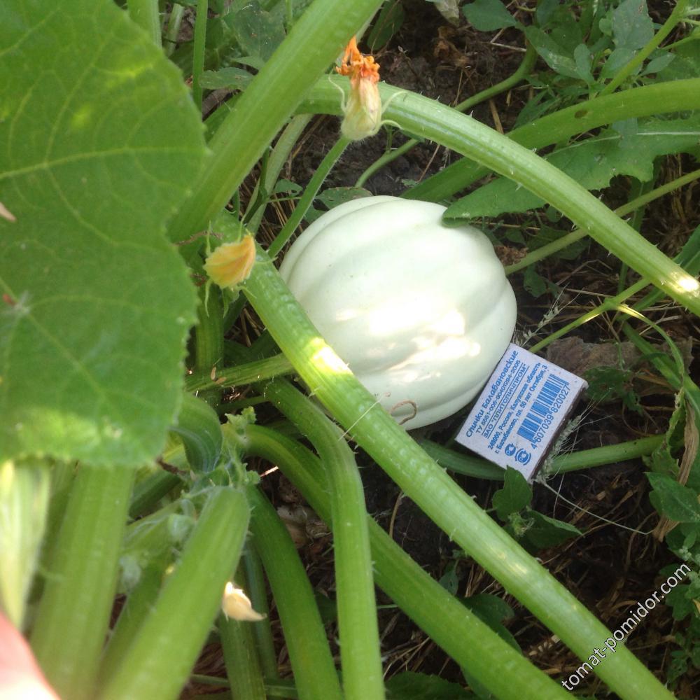 White Acorn Squash