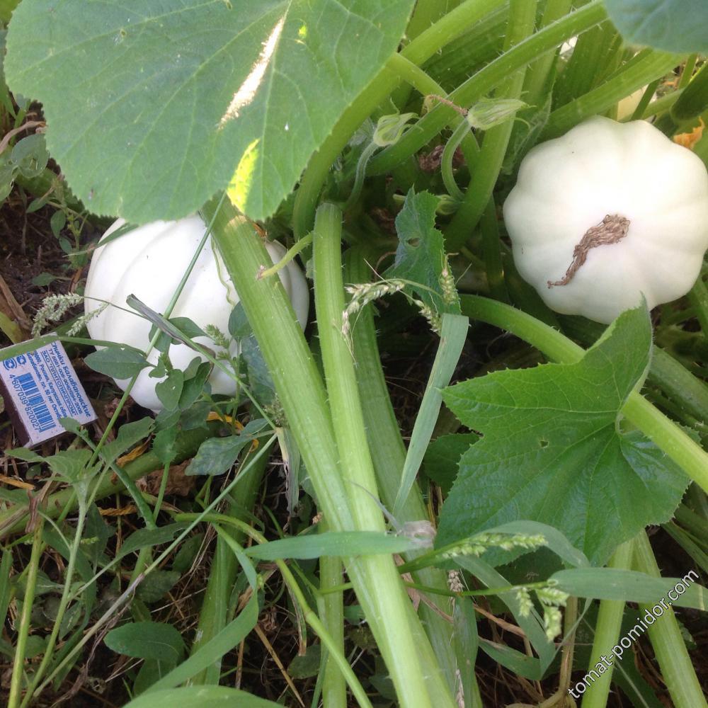 White Acorn Squash