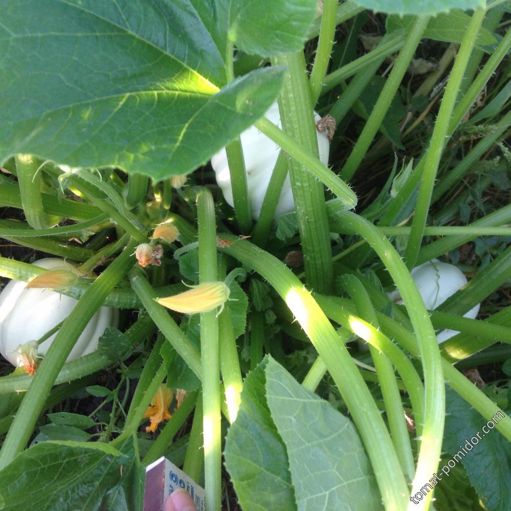 White Acorn Squash