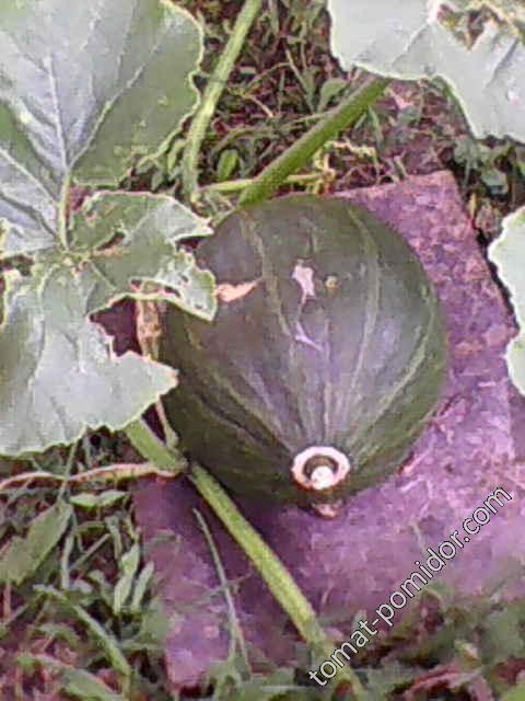 Courge du Perou