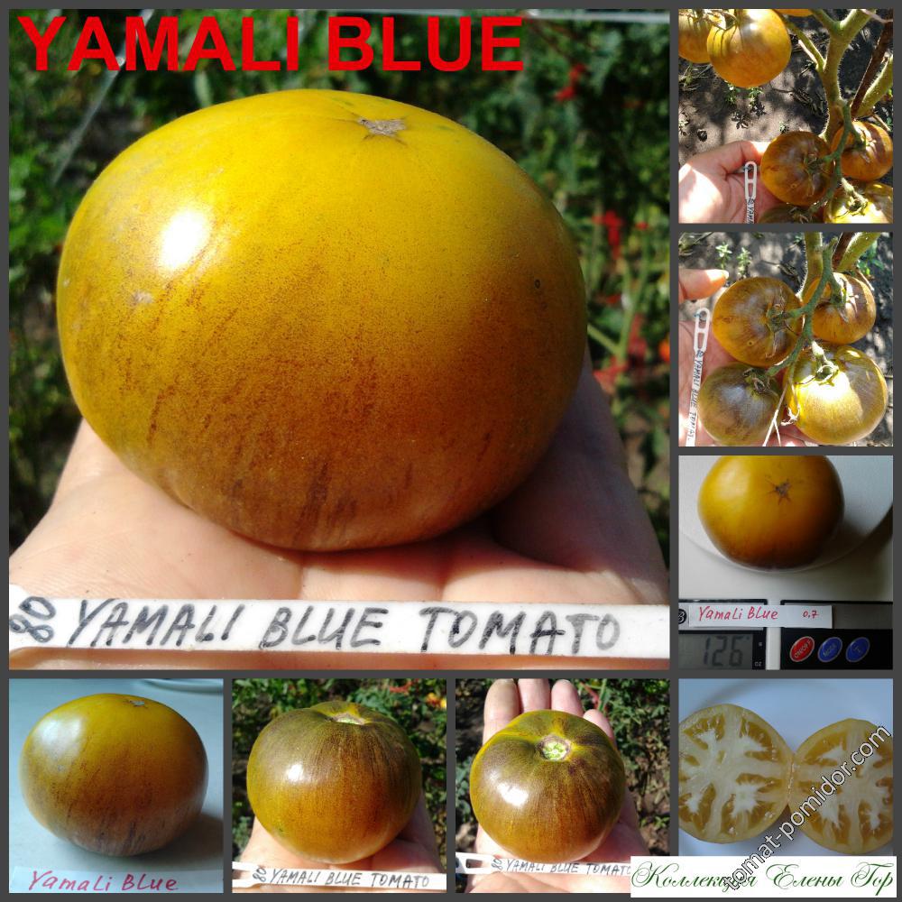 Yamali Blue Tomato
