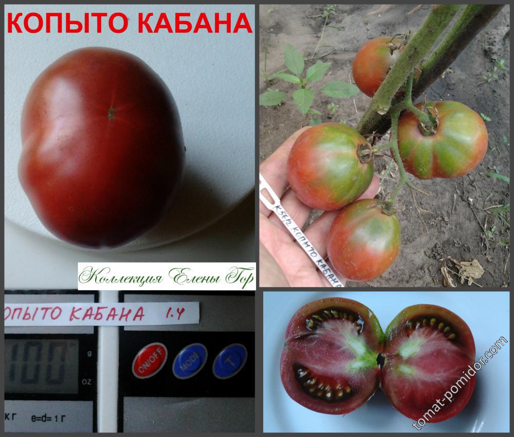 Копыто кабана