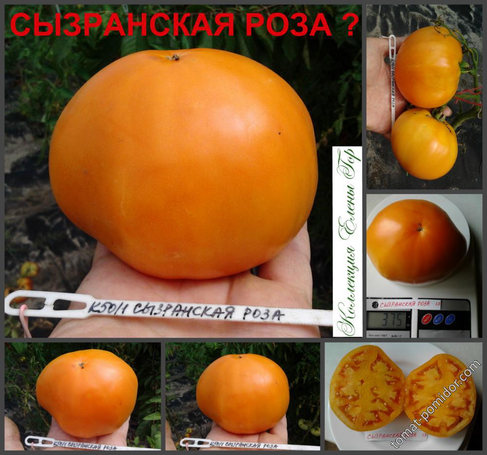 Сызранская роза