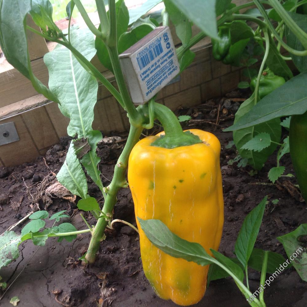 Yellow Monster Pepper