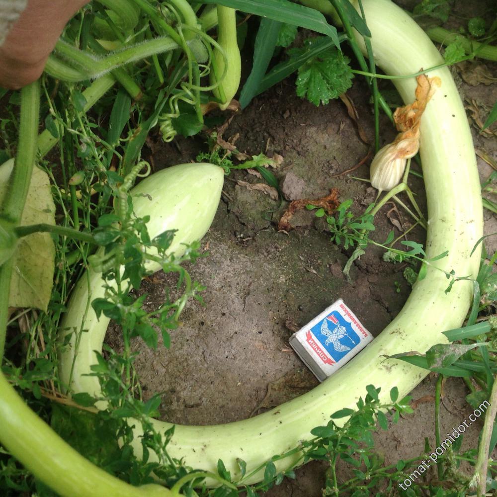 Zucchino Rampicante Squash