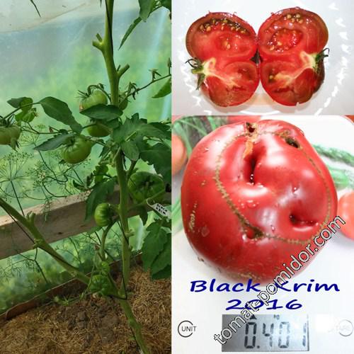 Black Krim